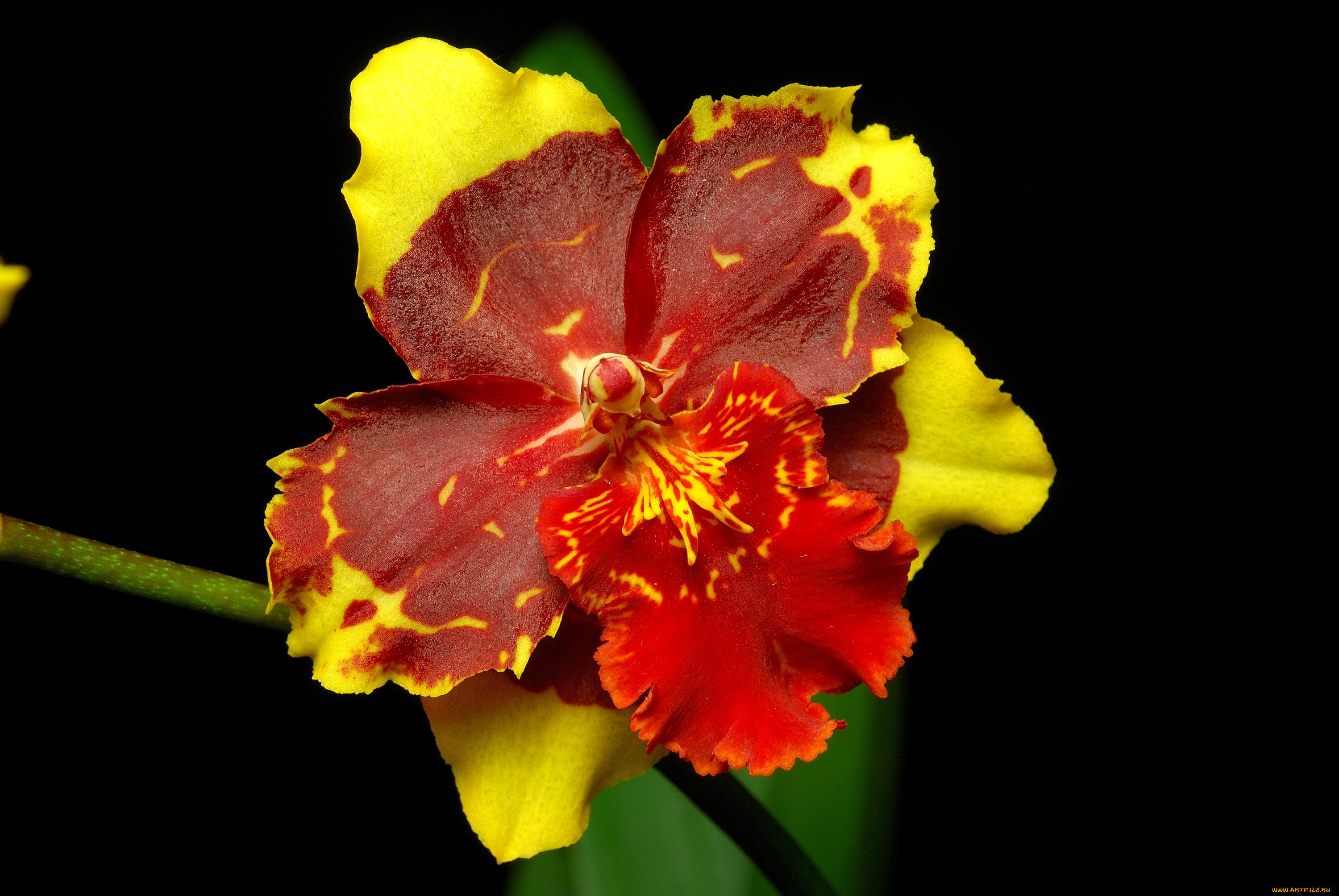 Красно желтая орхидея. Камбрия Вильсонара. Орхидея желтая с красным. Желтые экзотические цветы. Орхидея желтая в красную крапинку.